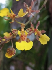 Trichocentrum ascendens