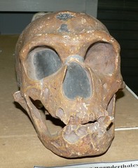 Homo neanderthalensis