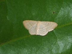 Scopula parodites