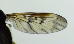 Sylvicola neozelandicus