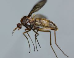 Sylvicola neozelandicus