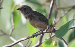 Pachycephala fuliginosa