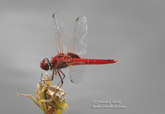 Urothemis aliena