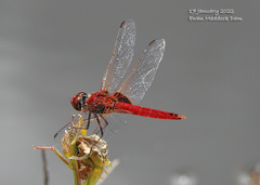 Urothemis aliena