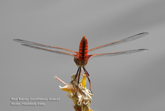 Urothemis aliena