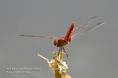 Urothemis aliena