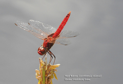 Urothemis aliena