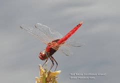 Urothemis aliena
