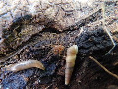 Holovonones compressus