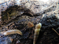 Holovonones compressus