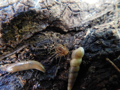 Holovonones compressus
