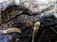 Holovonones compressus