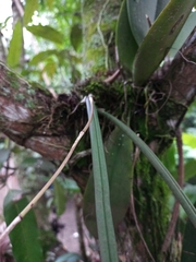 Trichocentrum ascendens