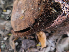 Holovonones compressus