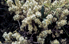 Thymelaea velutina