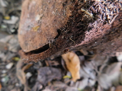 Holovonones compressus