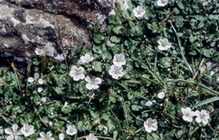 Erodium reichardii