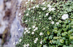 Arenaria balearica