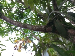 Trichocentrum ascendens