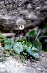 Cyclamen balearicum