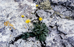 Crepis triasii
