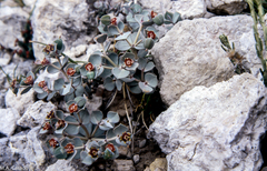 Euphorbia fontqueriana