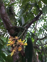 Trichocentrum ascendens