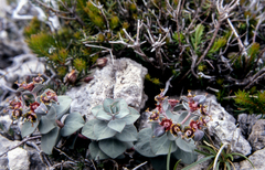 Euphorbia fontqueriana