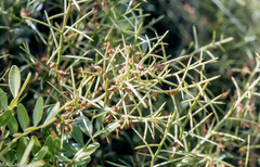 Genista acanthoclada