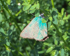 Callophrys dumetorum
