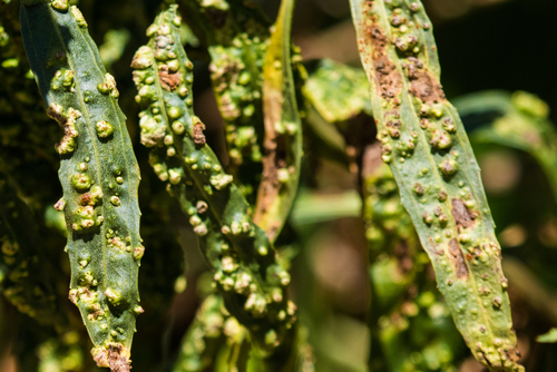 Mule Fat Blister Mite