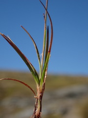 Luzula leptophylla