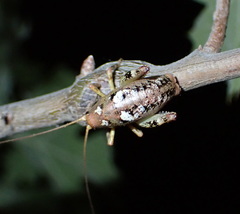 Gammarotettix aesculus