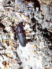 Phymatodes