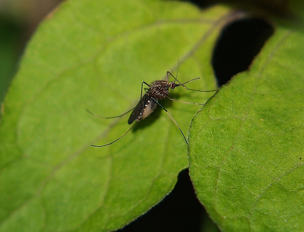 Mosquitoes from St Clair, Dunedin 9012, New Zealand on January 16, 2022 ...