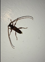 Eburida sublineata