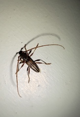 Eburida sublineata