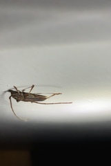 Eburida sublineata