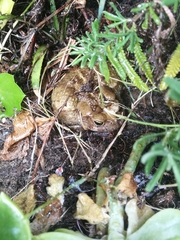 Sclerophrys pardalis