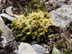 Anisotome imbricata prostrata