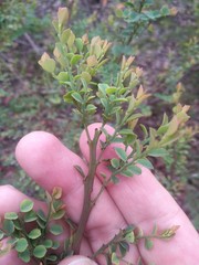 Bossiaea rhombifolia