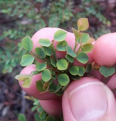 Bossiaea rhombifolia