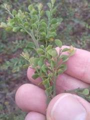 Bossiaea rhombifolia