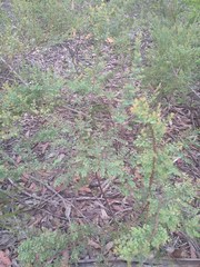 Bossiaea rhombifolia