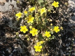 Potentilla glaucescens