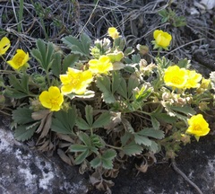 Potentilla glaucescens