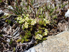 Anisotome imbricata prostrata
