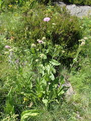 Knautia basaltica