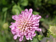 Knautia basaltica