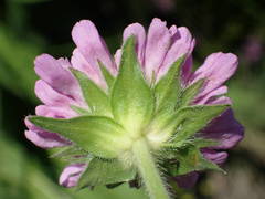 Knautia basaltica